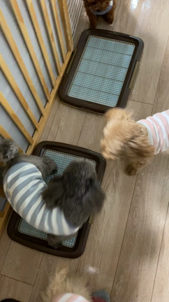 またまた新しいトイプーちゃんをお迎えしましたの記事動画