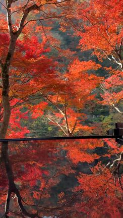京都に紅葉を見にの記事動画