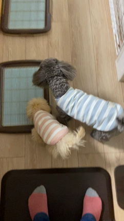 またまた新しいトイプーちゃんをお迎えしましたの記事動画