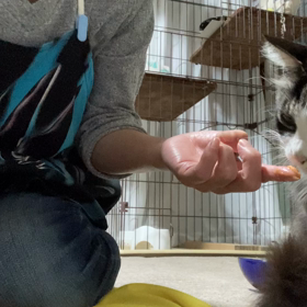 手を舐めるのが　しゅき♡ニャりよぉ〜　の画像