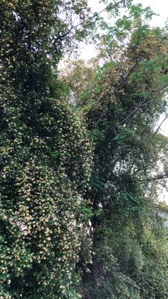 ビーグル養蜂園の、モッコウバラ見事です。の記事動画