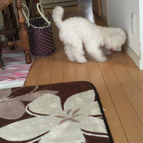 ボサ子が走る！の画像