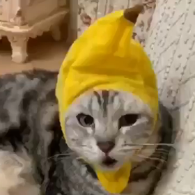 猫ちゃんからコロナへのつぶやきの画像