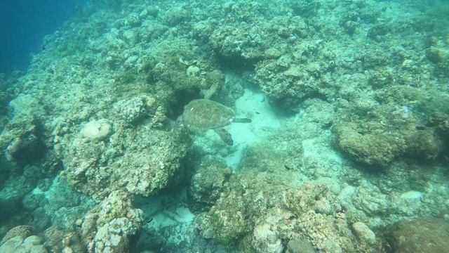 セブ島で1カ月のワーケーション中の記事動画