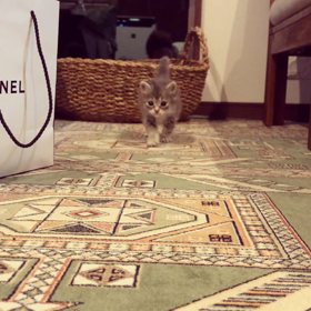 オチビーズの画像