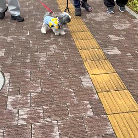脳出血３７日目　ももとの再開　外でリハビリの画像