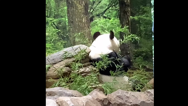 今回はお母様パンダがアクティブだった件(^O^)の記事動画