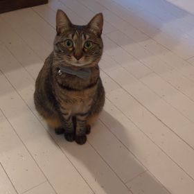 見ると鳴くねこの画像