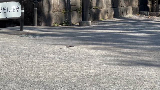 誕生の記事動画