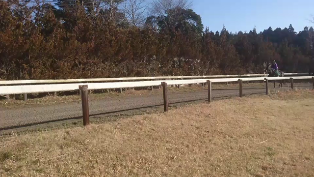 サトノアレス @ミホ分場【JRA競馬学校厩務員課程受験希望者従業員随時募集】の記事動画