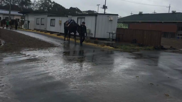 サトノアレスが京王杯ＳＣに出走します【JRA競馬学校厩務員課程受験希望者従業員随時募集】の記事動画