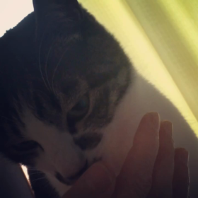 うちの猫ちゃん達とブログを読んで思ったことの画像