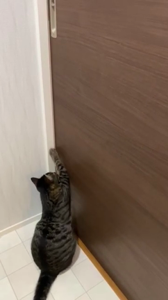 萌え猫動画など。の記事動画