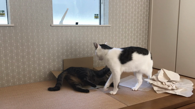 猫箱詰め選手権。の記事動画