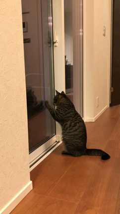 萌え猫動画など。の記事動画