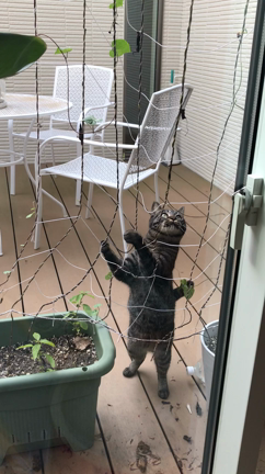 (猫動画）葉っぱを落として遊ぶ猫。の記事動画