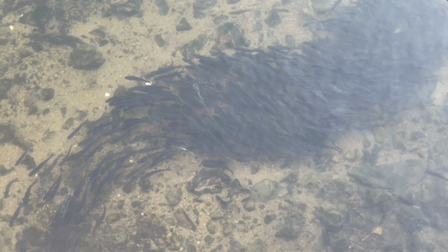 お参り帰りの気持ち悪い光景の記事動画