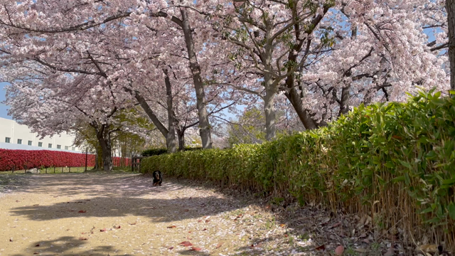 ◆◇一緒にみた最後の桜〜勝手に応援しまくる話。◆◇の記事動画