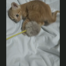 新鮮な魚と【にゃ んこ動画あり】の画像