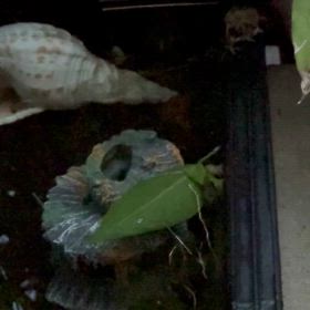 リュウキュウカジカガエル ライバル現るの画像