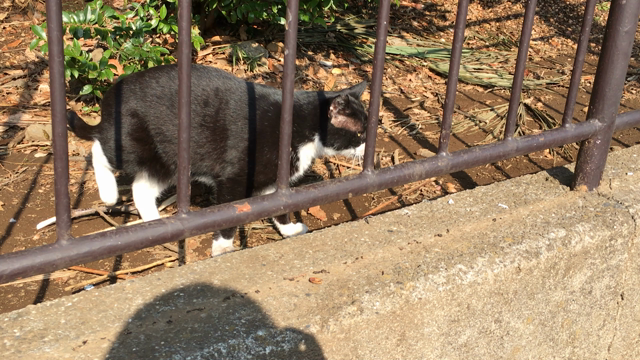 7年の記事動画