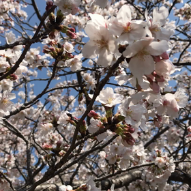 桜（＾ω＾）の画像