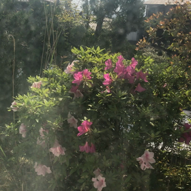 庭のツツジ（＾ω＾）の画像