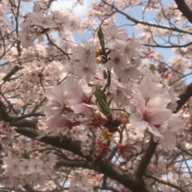 今日の桜（＾ω＾）の画像
