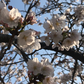 今日は桜が（＾ω＾）の画像
