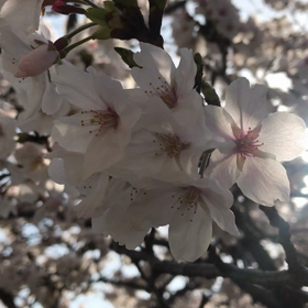 桜のVR（＾ω＾）の画像
