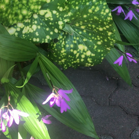 花が（＾ω＾）の画像