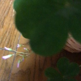 クローバーの花（＾ω＾）の画像