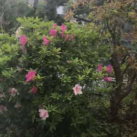 庭のツツジ（＾ω＾）の画像