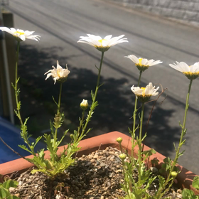 花  が（＾ω＾）の画像