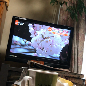 お花見（＾ω＾）の画像
