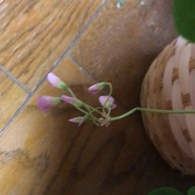 幸せのクローバーの花（＾ω＾）の画像