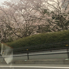 桜（＾ω＾）の画像