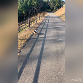 朝散歩❤️の画像