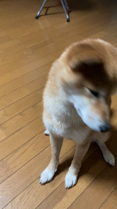 柴犬みなとくん♪の記事動画