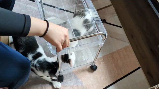 ミッケの通院！ドットのお留守番！の記事動画