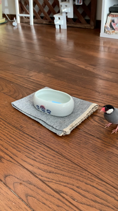 ＊いつもの唐揚げ弁当と初水浴び＊の記事動画