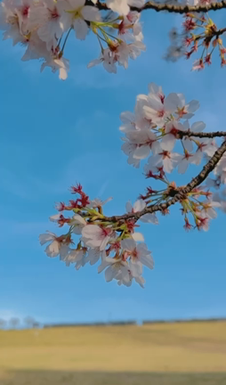　4月ですね❀︎.(*´▽︎`*)❀︎.の記事動画