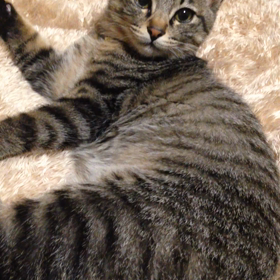眠たいの画像