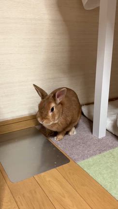 妖精たちが夏を刺激するから温度管理は自兎での記事動画