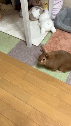 ニッチ、フローリング攻略すの記事動画