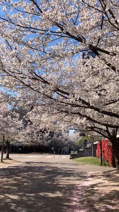 桜トンネルと不思議な夢の記事動画
