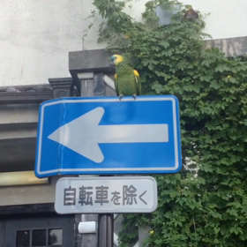 インコの画像