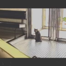 看板猫の画像