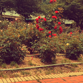 ぼっちで、薔薇園の画像