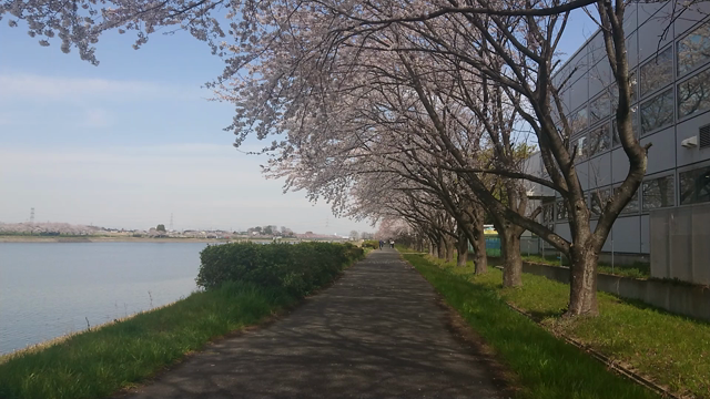権現堂の桜の記事動画